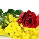 fiorista fiori di Firenze- Rosa Rossa e Mimosa Bouquet floreale