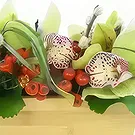 Lille flowers  -  Santa Ana Green Lying Composition Flower Bouquet/Arrangement