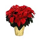 Bektasli flowers  -  Festive Delight Flower Bouquet/Arrangement