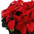 Bektasli flowers  -  Festive Delight Flower Bouquet/Arrangement