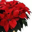 Bektasli flowers  -  Festive Delight Flower Bouquet/Arrangement