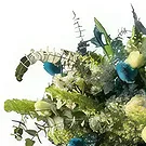 Adma flowers  -  Blue Bouquet Flower Bouquet/Arrangement