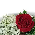 بائع زهور بيسير- اللطف باقة الزهور