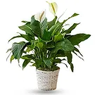 Siskovci flowers  -  Spathiphyllum Sympathy Plant Flower Bouquet/Arrangement