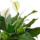 Siskovci flowers  -  Spathiphyllum Sympathy Plant Flower Bouquet/Arrangement