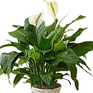 Siskovci flowers  -  Spathiphyllum Sympathy Plant Flower Bouquet/Arrangement