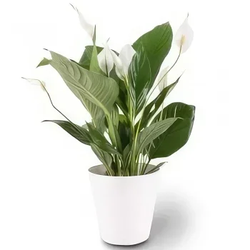 Nurnberg rože- Enojni list Cvet šopek/dogovor