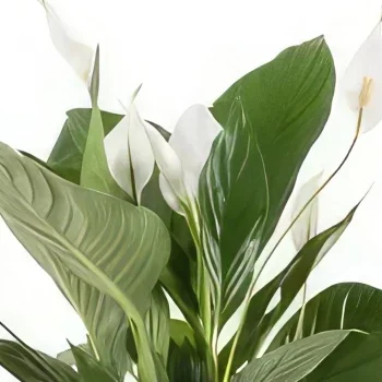 Nurnberg kwiaty- Pojedynczy liść Bukiet ikiebana