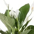 Berlin flowers  -  Single Leaf Flower Bouquet/Arrangement
