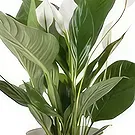 Berlin flowers  -  Single Leaf Flower Bouquet/Arrangement