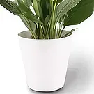 Berlin flowers  -  Single Leaf Flower Bouquet/Arrangement