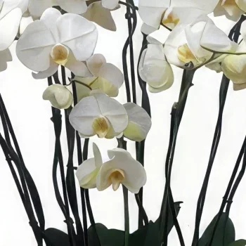 מדריד פרחים- פורמט רך זר פרחים/סידור פרחים