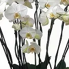 Cala Llonga flowers  -  Soft Format Flower Bouquet/Arrangement