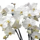 Cala Llonga flowers  -  Soft Format Flower Bouquet/Arrangement