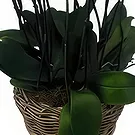 Cala Llonga flowers  -  Soft Format Flower Bouquet/Arrangement