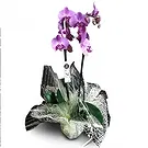 Santa Cruz flowers  -  Spiritual Purity Flower Bouquet/Arrangement