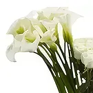 ดอกไม้  - Calla & Roses ช่อดอกไม้/การจัดวางดอกไม้