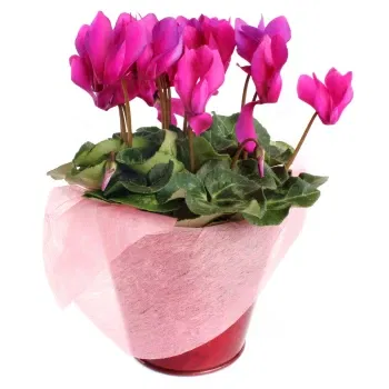 Itali kedai bunga online - Tumbuhan Cyclamen Sejambak