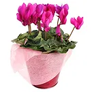 Vignone flowers  -  Cyclamen plant Flower Bouquet/Arrangement