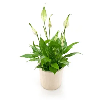 Italien blomster- Spathiphyllum plante Blomst Levering