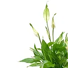 Vignone flowers  -  Spathiphyllum plant Flower Bouquet/Arrangement