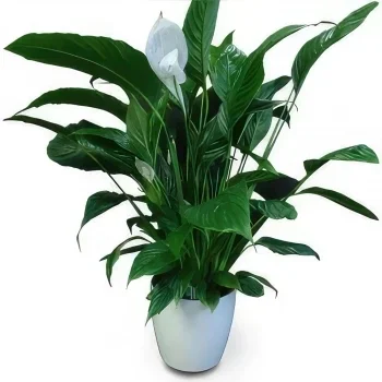 Alcabideche flowers  -  Indoor Plant Flower Bouquet/Arrangement