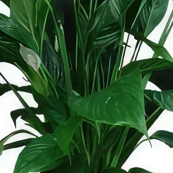 Albufeira cveжe- Indoor Plant Cvet buket/aranžman
