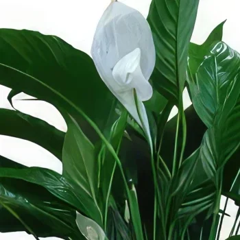 Portimao цветя- Стайно растение Букет/договореност цвете