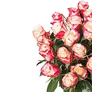 fiorista fiori di Firenze- Bouquet di rose maculate rosse o rosa Bouquet floreale