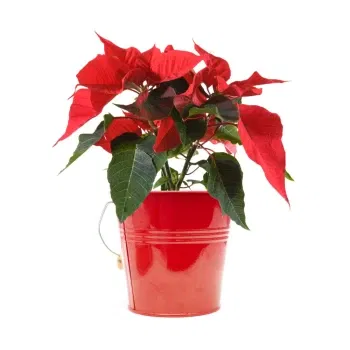 Italia Florarie online - Poinsettia roșie Buchet