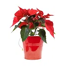 Italy flowers  -  Red poinsettia Flower Bouquet/Arrangement
