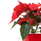 Italy flowers  -  Red poinsettia Flower Bouquet/Arrangement