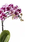 Vignone flowers  -  Plant to apologize Flower Bouquet/Arrangement