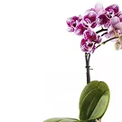 Vignone flowers  -  Plant to apologize Flower Bouquet/Arrangement