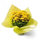 Brasilien Blumen Florist- Geschenkvase von Gänseblümchen Bouquet/Blumenschmuck
