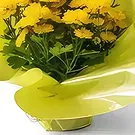 Brasilien Blumen Florist- Geschenkvase von Gänseblümchen Bouquet/Blumenschmuck