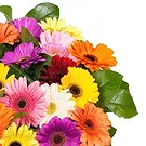 Italy flowers  -  Bouquet of Colored Gerberas Flower Bouquet/Arrangement