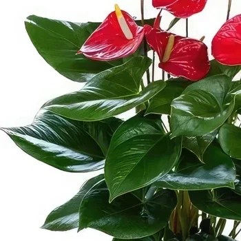 ดอกไม้ บายาโดลิด - สีแดงเข้มเรืองแสง ช่อดอกไม้/การจัดวางดอกไม้