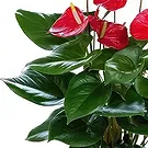 Barcelona flowers  -  Crimson Glow Flower Bouquet/Arrangement