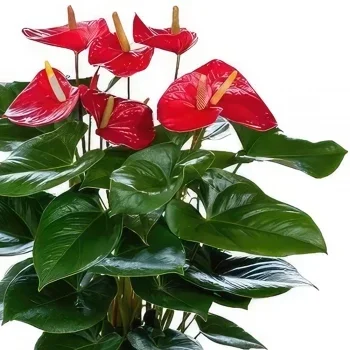 Benalmadena blomster- Crimson Glow Blomsterarrangementer bukett