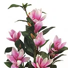 Vignone flowers  -  Magnolia Plant Flower Bouquet/Arrangement