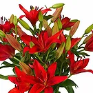 Amsterdam-Zuidoost flowers  -  New Day Flower Bouquet/Arrangement