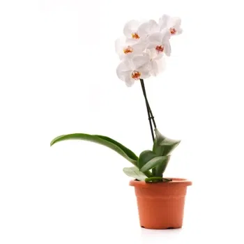 Włochy kwiaty- Biała Orchidea Phalaenopsis