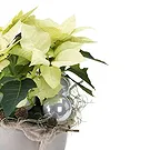 Italy flowers  -  White Christmas Star with Decorations Flower Bouquet/Arrangement