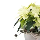 Italy flowers  -  White Christmas Star with Decorations Flower Bouquet/Arrangement