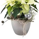 Italy flowers  -  White Christmas Star with Decorations Flower Bouquet/Arrangement