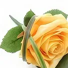 Cabo Balanco blommor- Rose knapphål Bukett/blomsterarrangemang