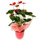 Bắc Нинь цветы- Стильная Цветочный букет/композиция