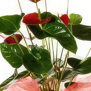Katanija rože- Eleganca Cvet šopek/dogovor