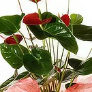 Bắc Нинь цветы- Стильная Цветочный букет/композиция